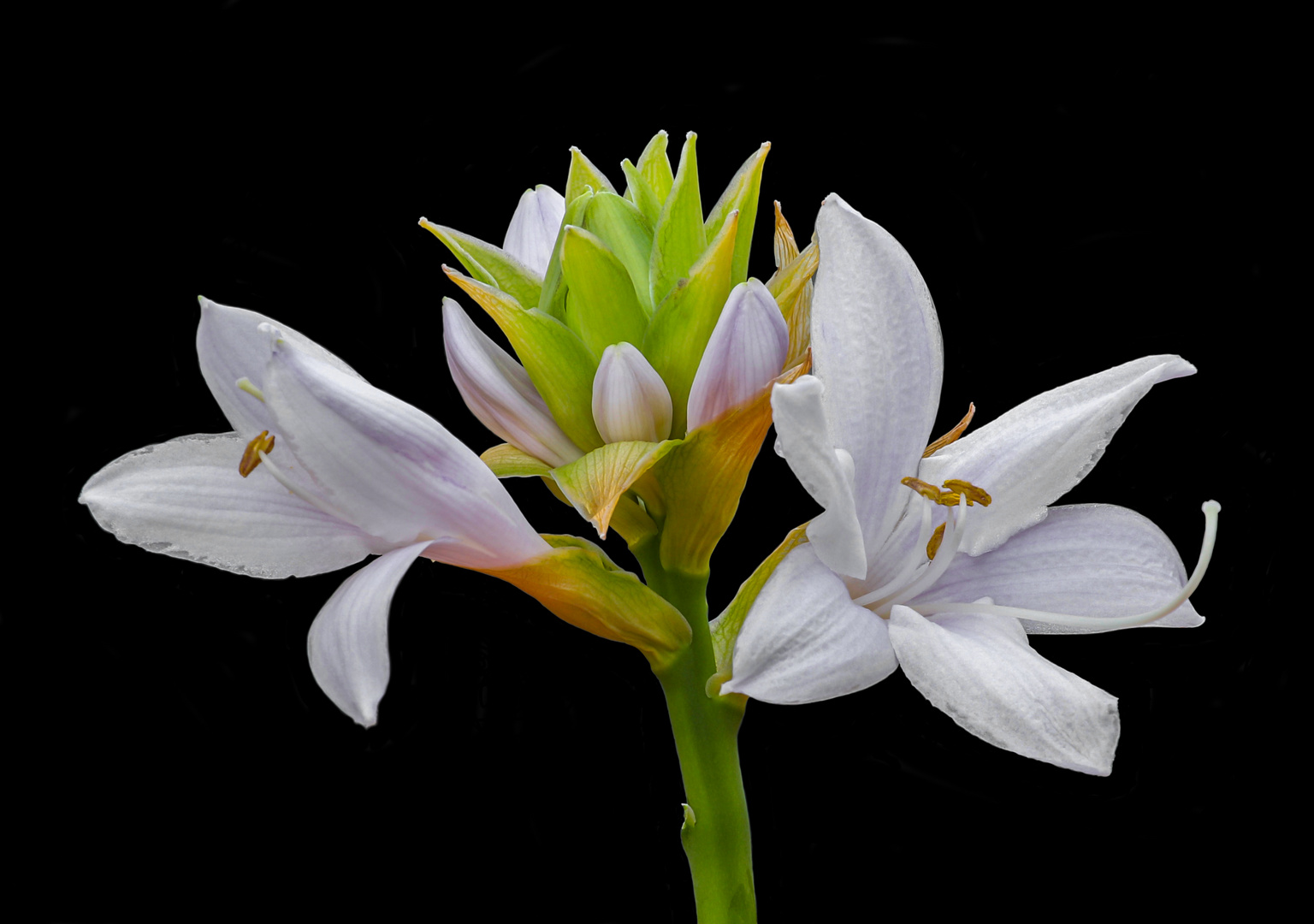 Blüte einer Funkie