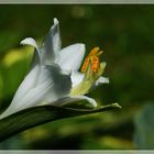 Blüte einer FUNKIE