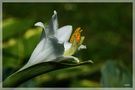 Blüte einer FUNKIE von Elfriede de Leeuw 