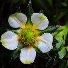 Blüte einer Gartenerdbeere 