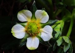 Blüte einer Gartenerdbeere 