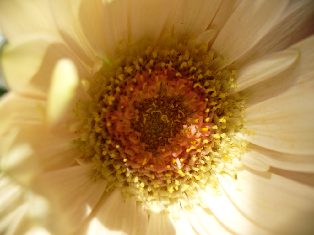 Blüte einer Gerbera