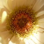 Blüte einer Gerbera