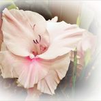 Blüte einer Gladiole