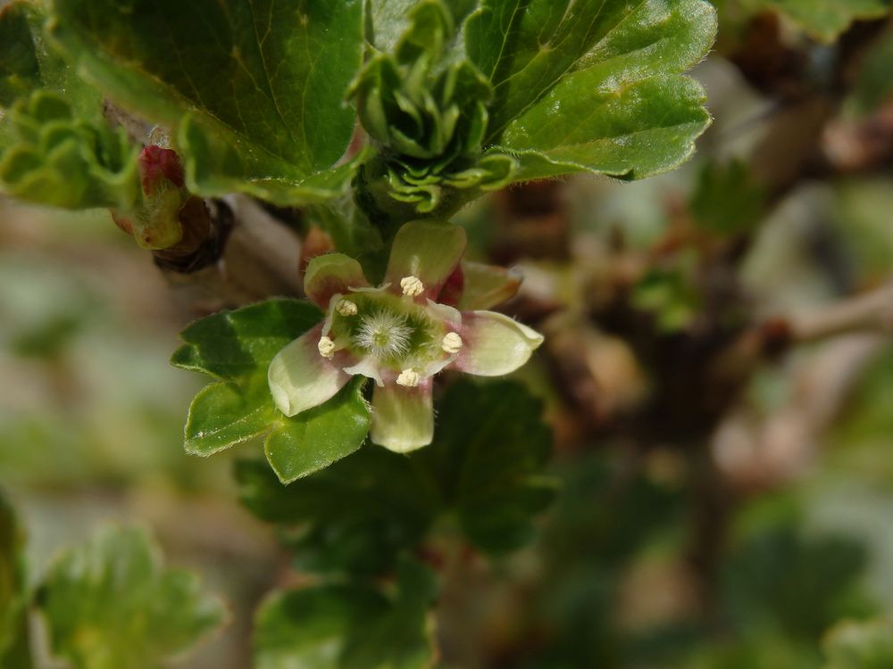 Blüte einer grünen Stachelbeere