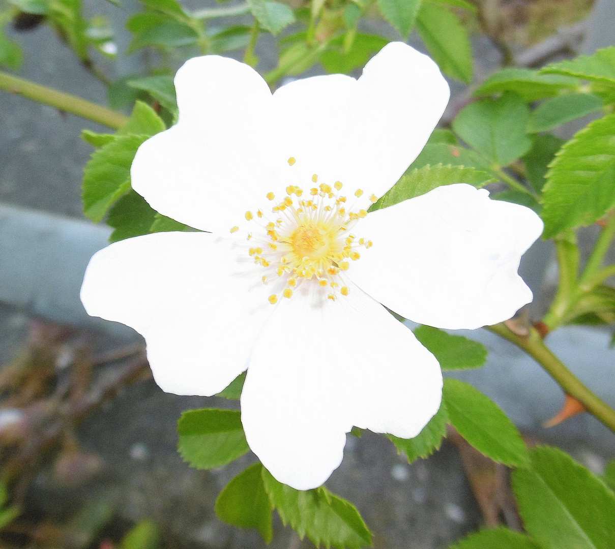 Blüte einer Hagebutenpflanze