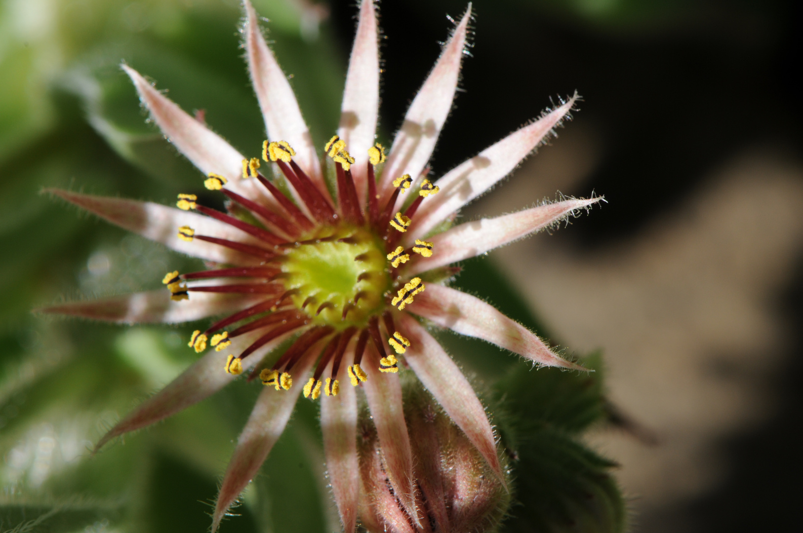 Blüte einer Hauswurz