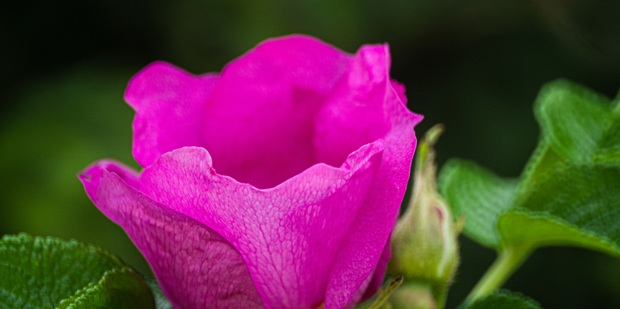 Blüte einer Heckenrose