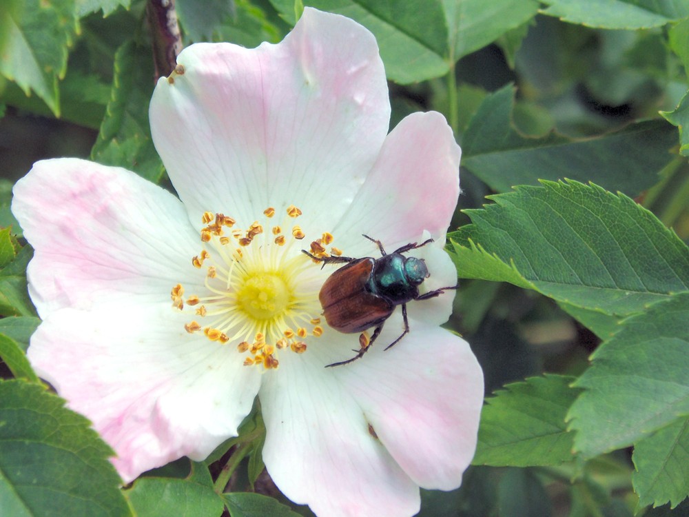 Blüte einer Heckenrose