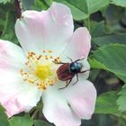 Blüte einer Heckenrose