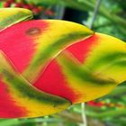 Blüte einer Heliconia