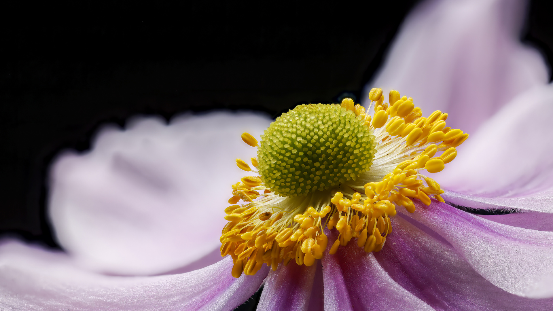 Blüte einer Herbstanemone