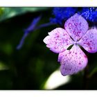 Blüte einer Hortensie