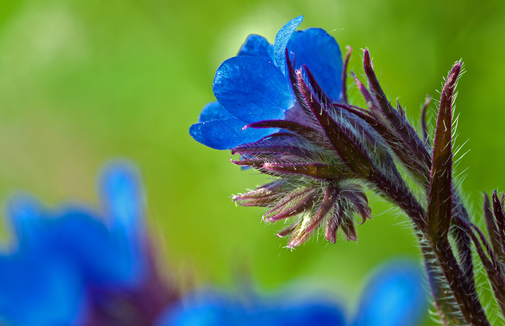 Blüte einer Hundszung