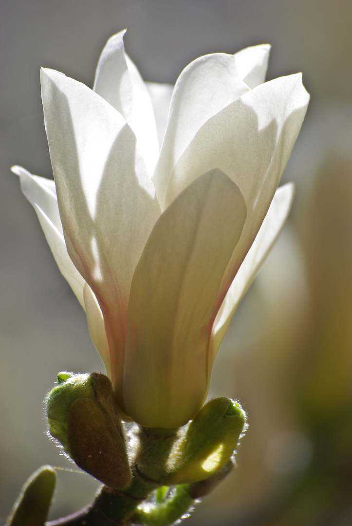 Blüte einer Hybrid-Magnolie