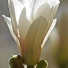 Blüte einer Hybrid-Magnolie