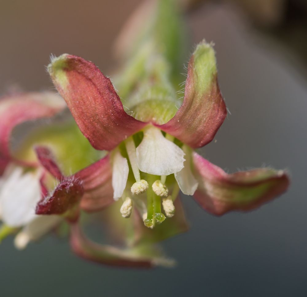Blüte einer Jostabeere