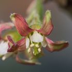 Blüte einer Jostabeere