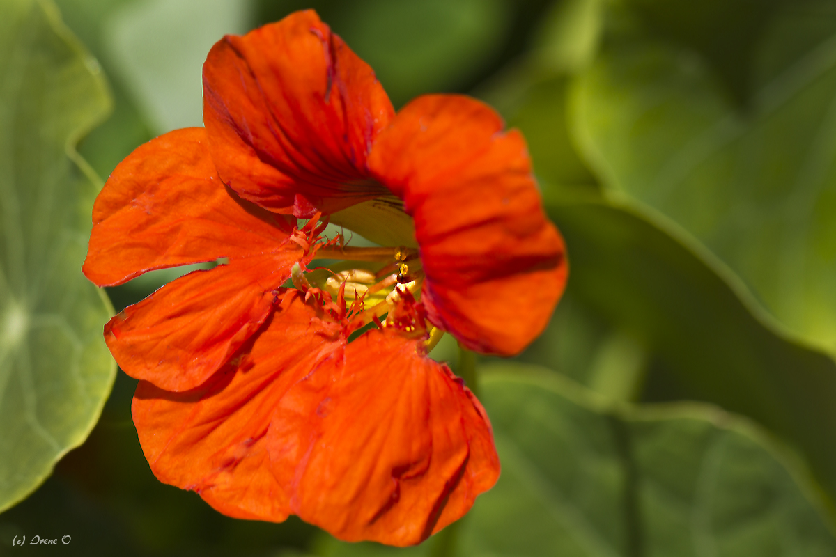 Blüte einer Kapuzinerkresse