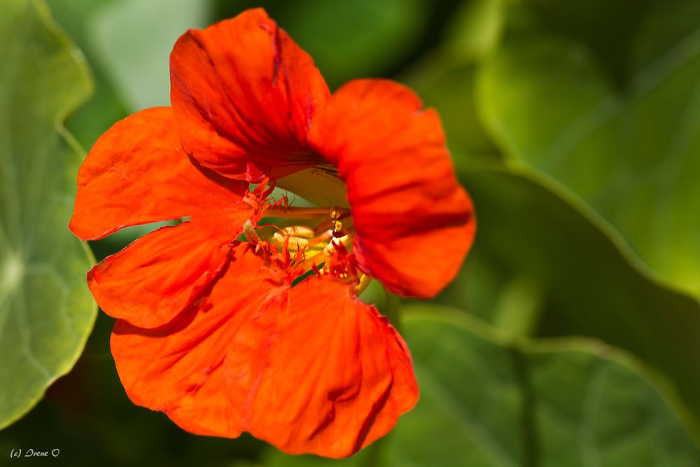 Blüte einer Kapuzinerkresse