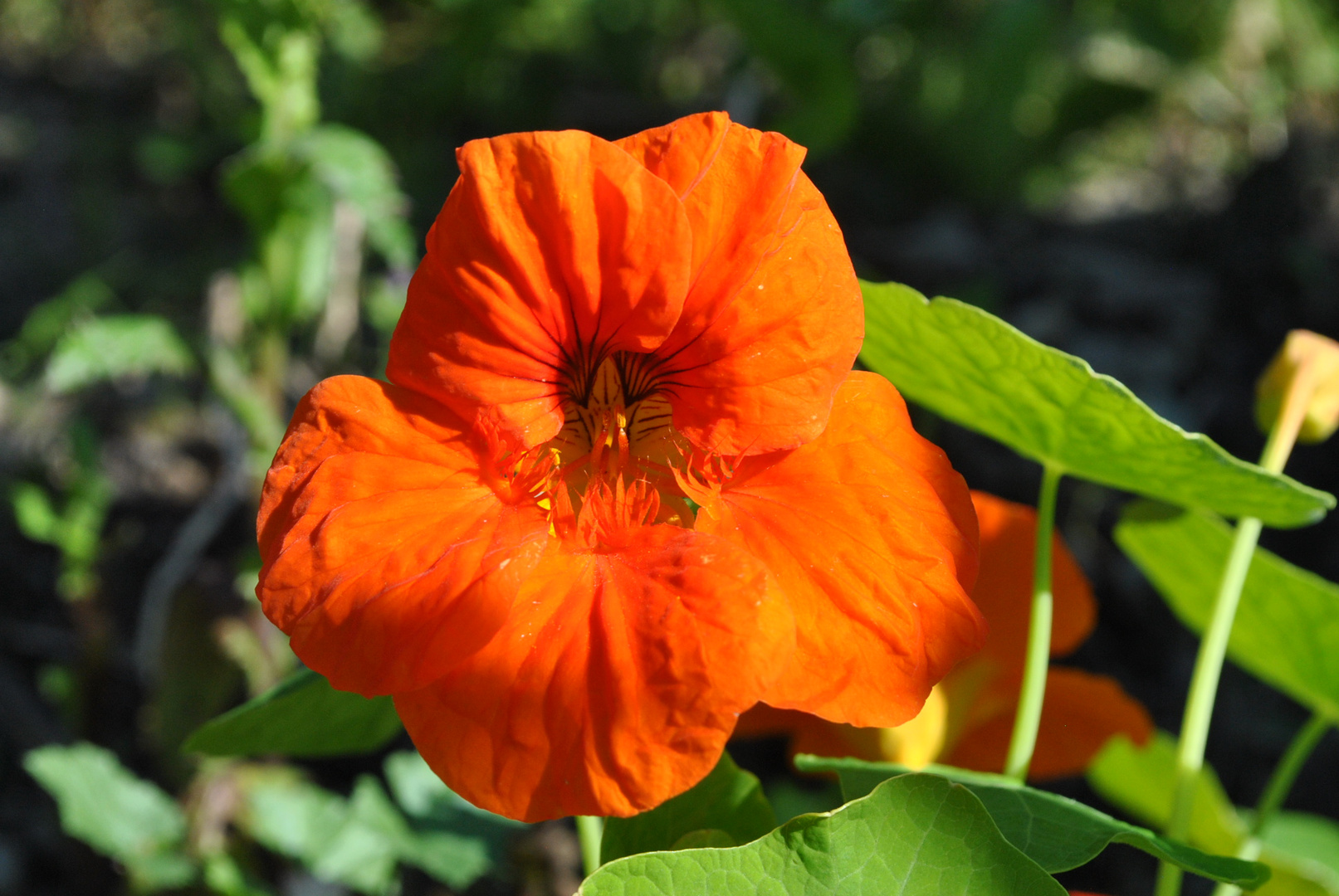 Blüte einer Kapuzinerkresse