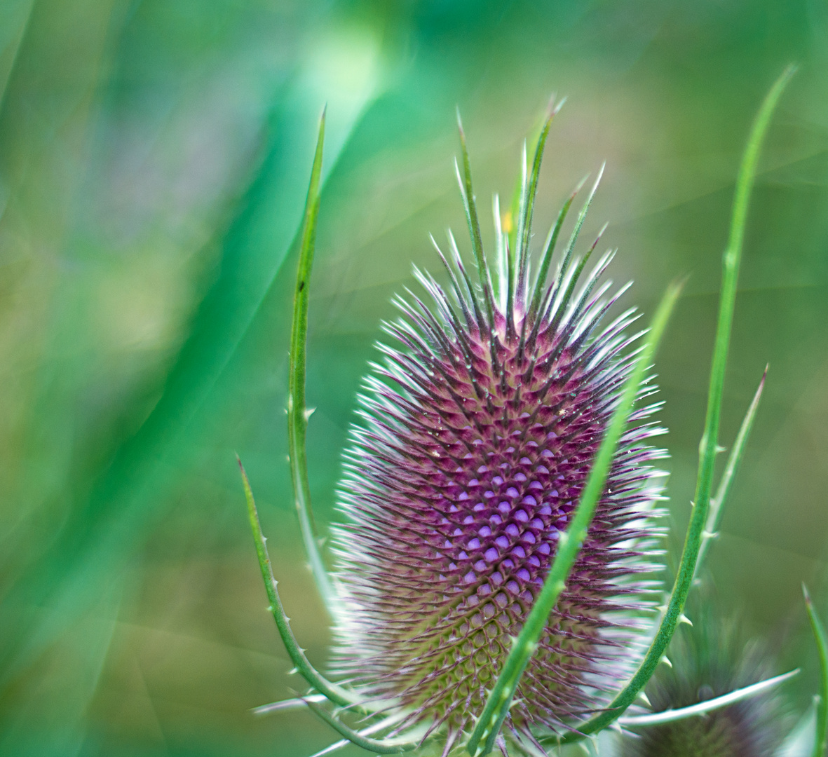  Blüte einer Karde