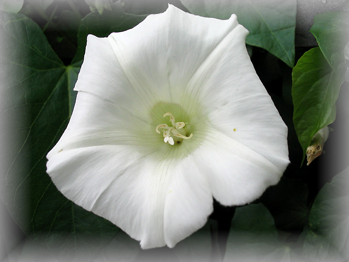 Blüte einer Kletterpflanze,... Foto & Bild pflanzen, pilze & flechten
