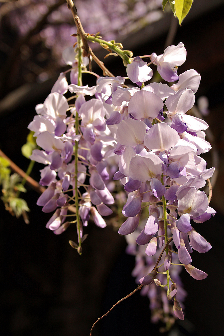 Blüte einer Kletterpflanze