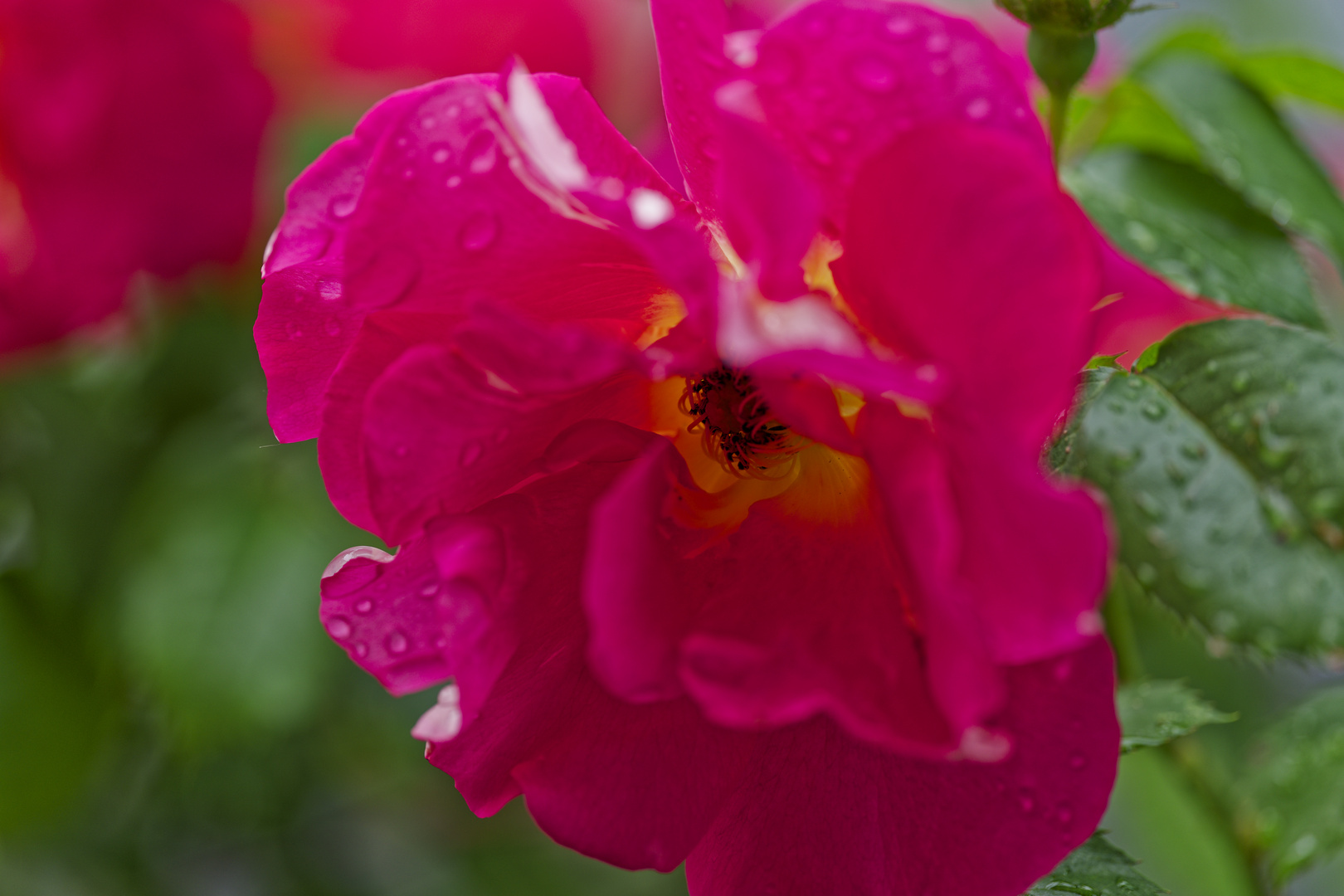 Blüte einer Kletterrose