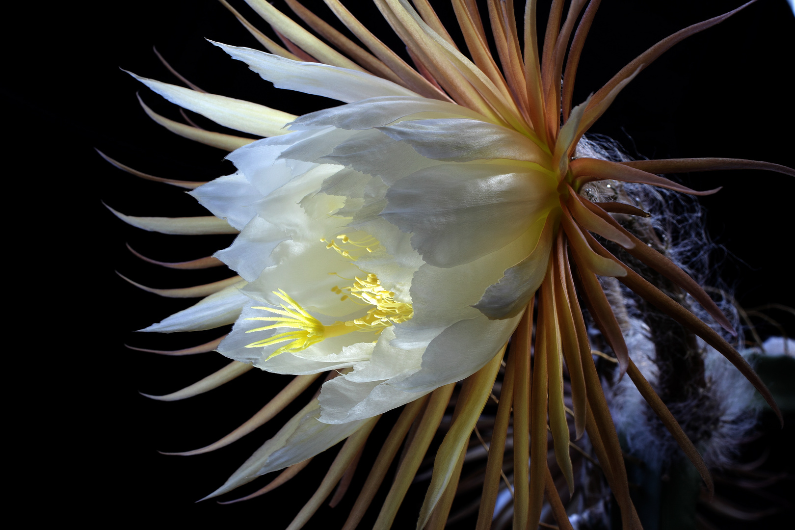 Blüte einer König der Nacht