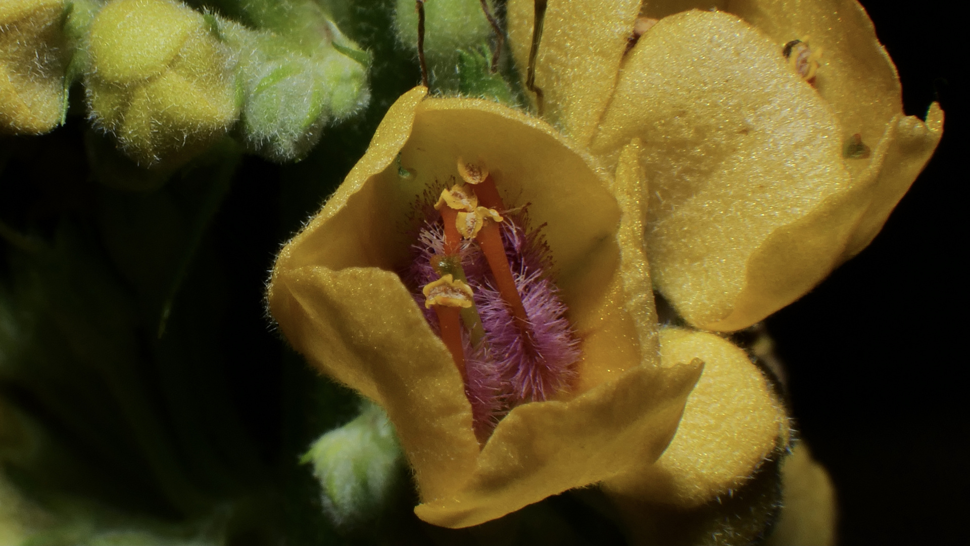 Blüte einer Königskerze