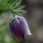 Blüte einer Kuhschelle