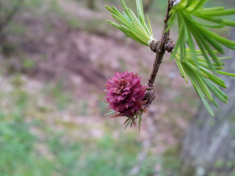 Blüte einer Lärche