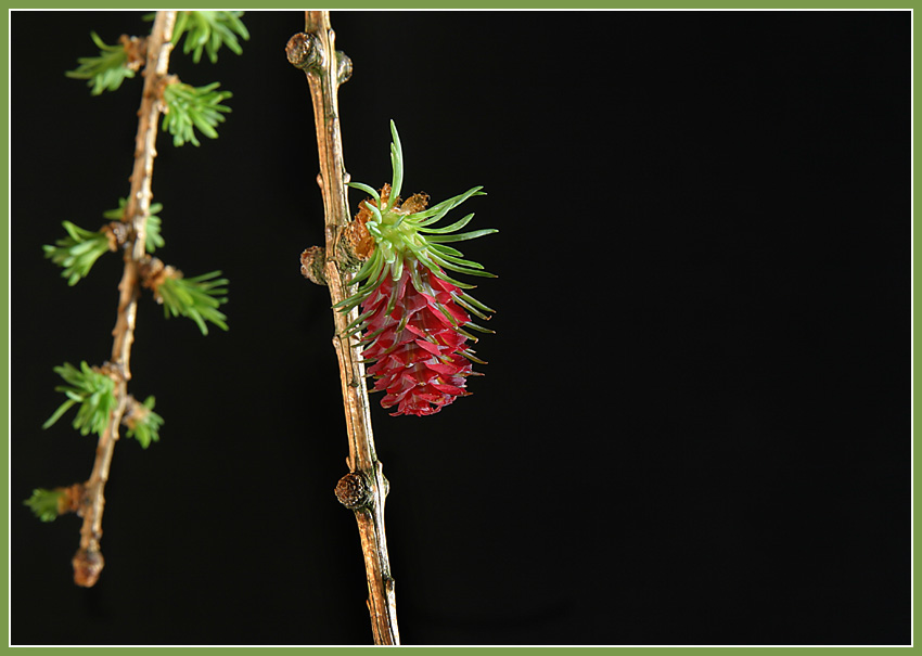 Blüte einer Lärche (oder so was ähnlichem)