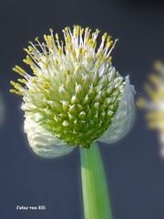 Blüte einer Lauchzwiebel