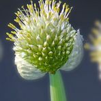 Blüte einer Lauchzwiebel