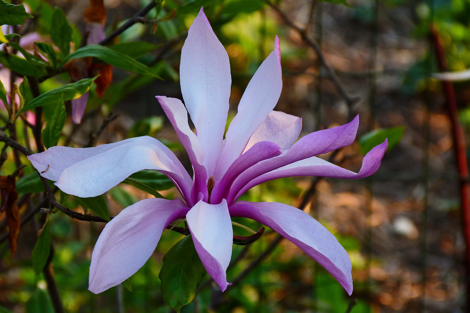 Blüte einer Magnolie