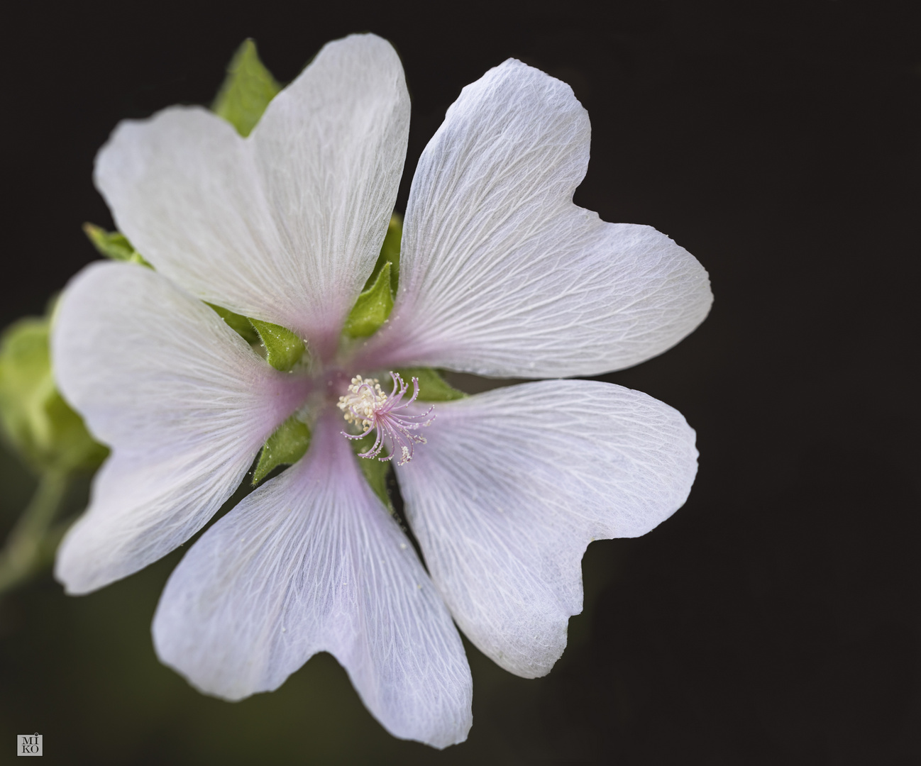 Blüte einer Malve