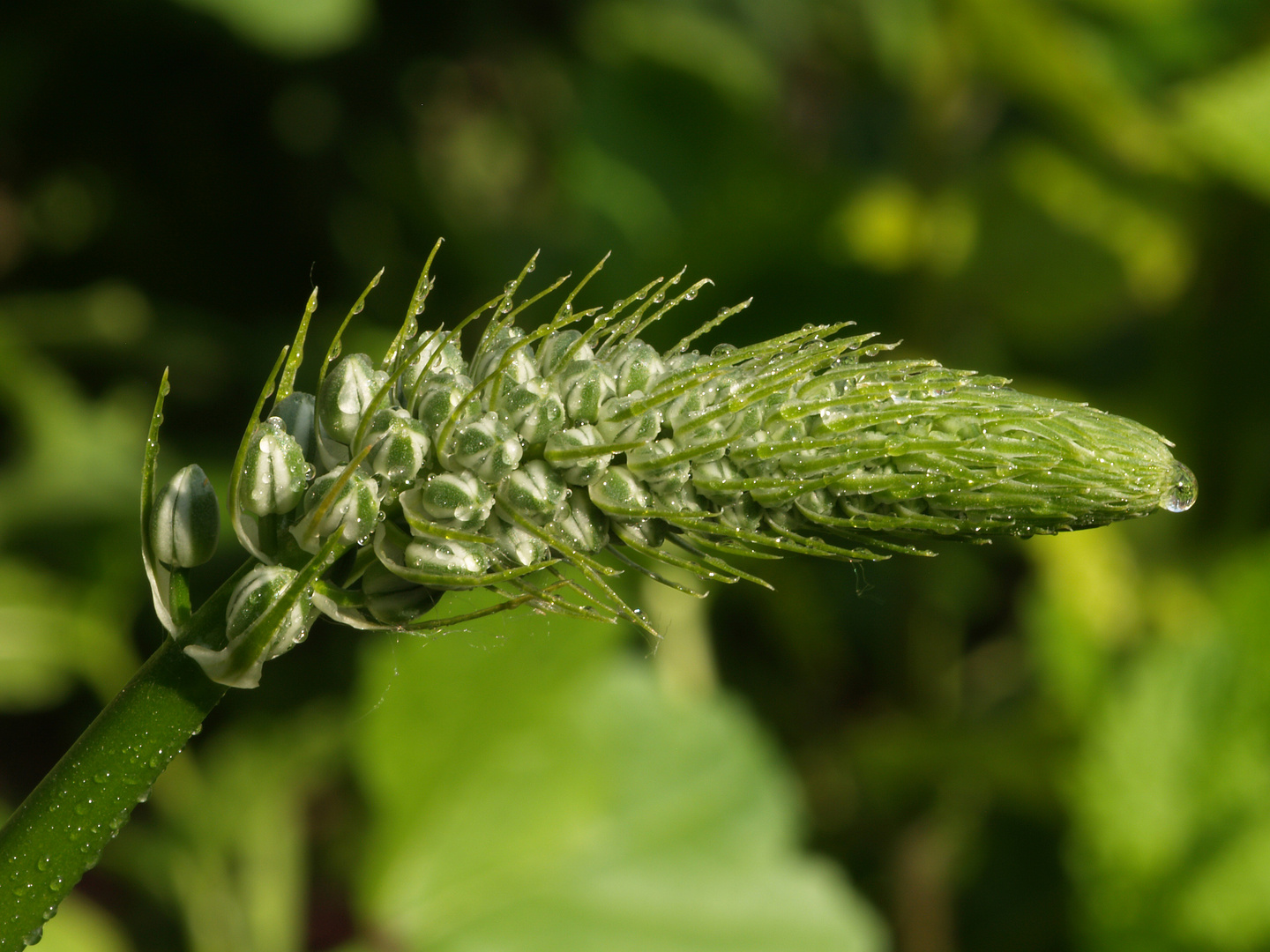 Blüte einer Meerzwiebel