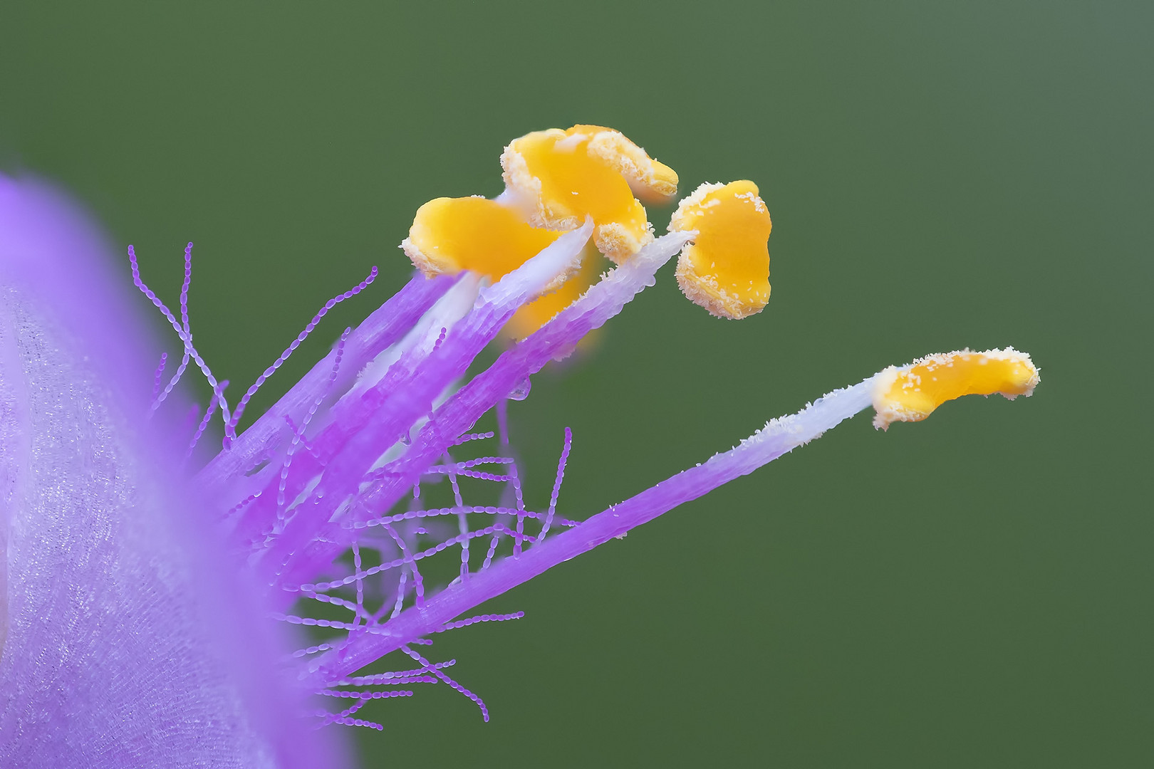 Blüte einer Mexikanischen Dreimasterblume