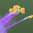 Blüte einer Mexikanischen Dreimasterblume