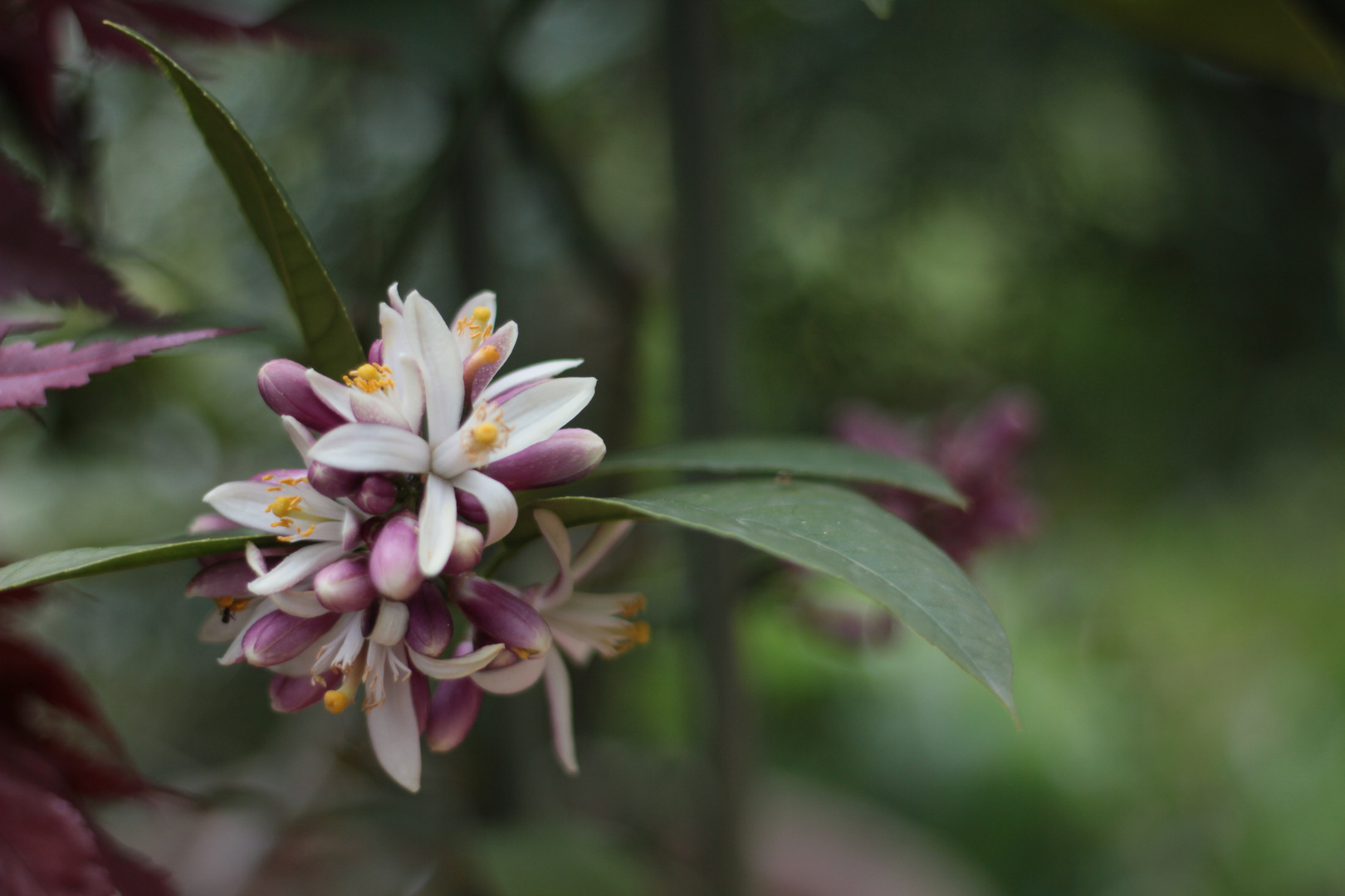 Blüte einer Meyer Zitrone #2