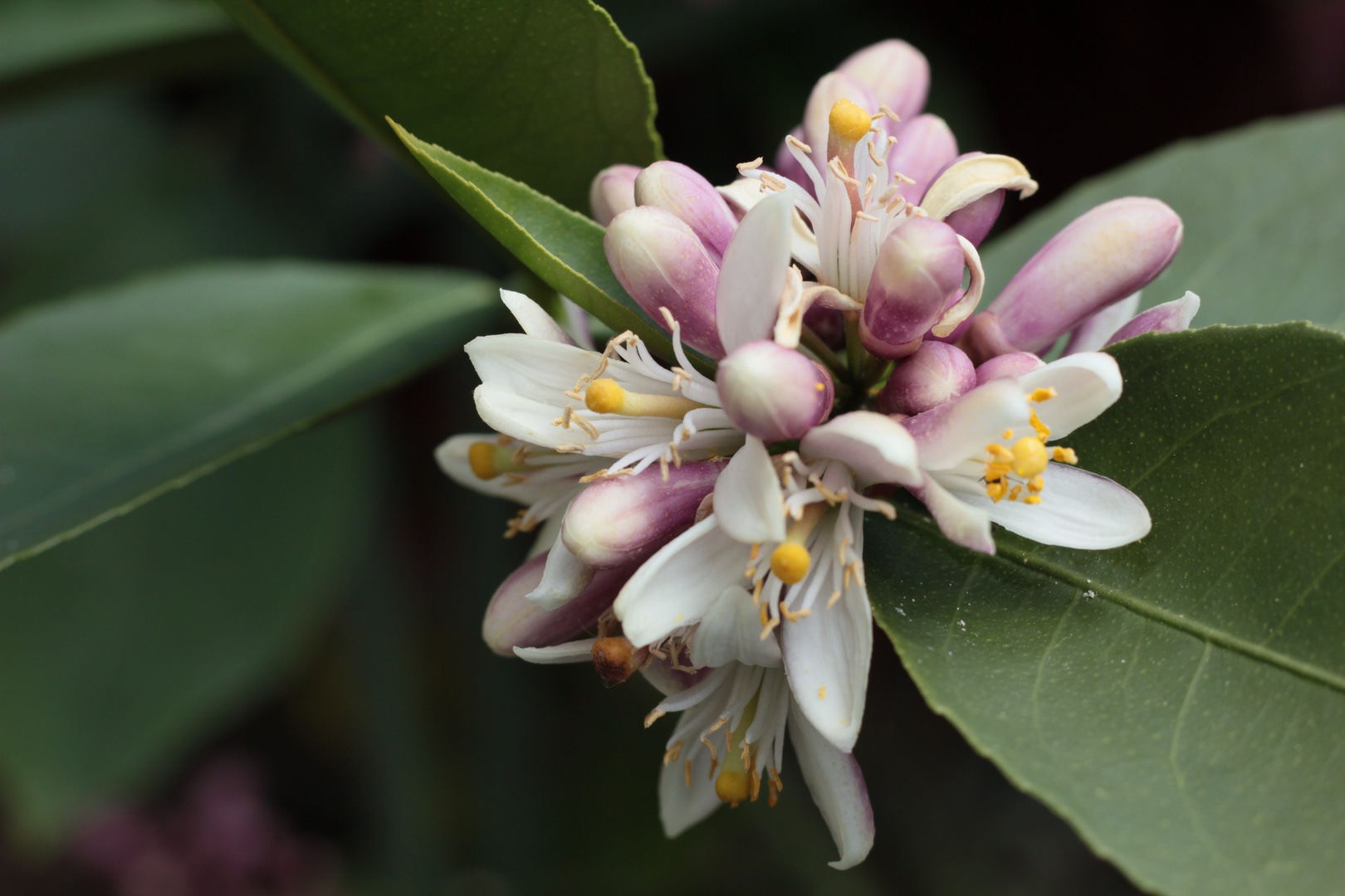 Blüte einer Meyer Zitrone #3