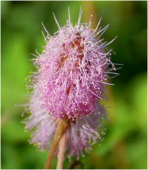 Blüte einer Mimosenart