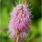 Blüte einer Mimosenart