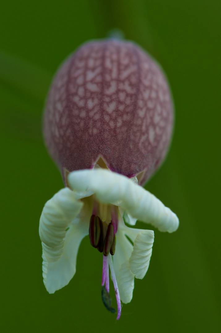 Blüte einer mir unbekannten Pflanze