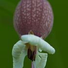 Blüte einer mir unbekannten Pflanze