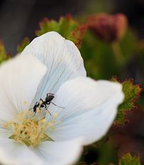 Blüte einer Moltebeere