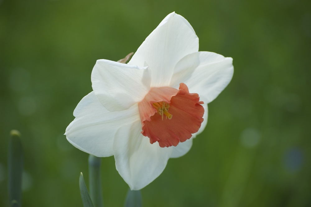 Blüte einer Narzisse