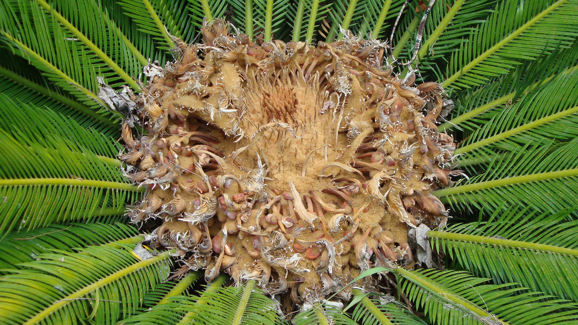 Blüte einer Palme